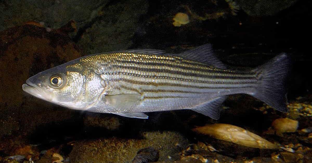 Striped bass on sale fish