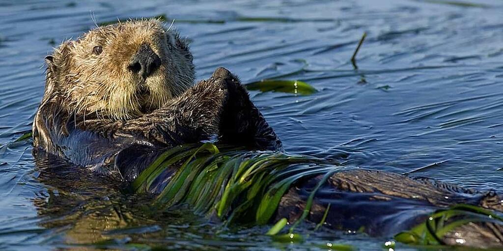 sea otter | AMNH