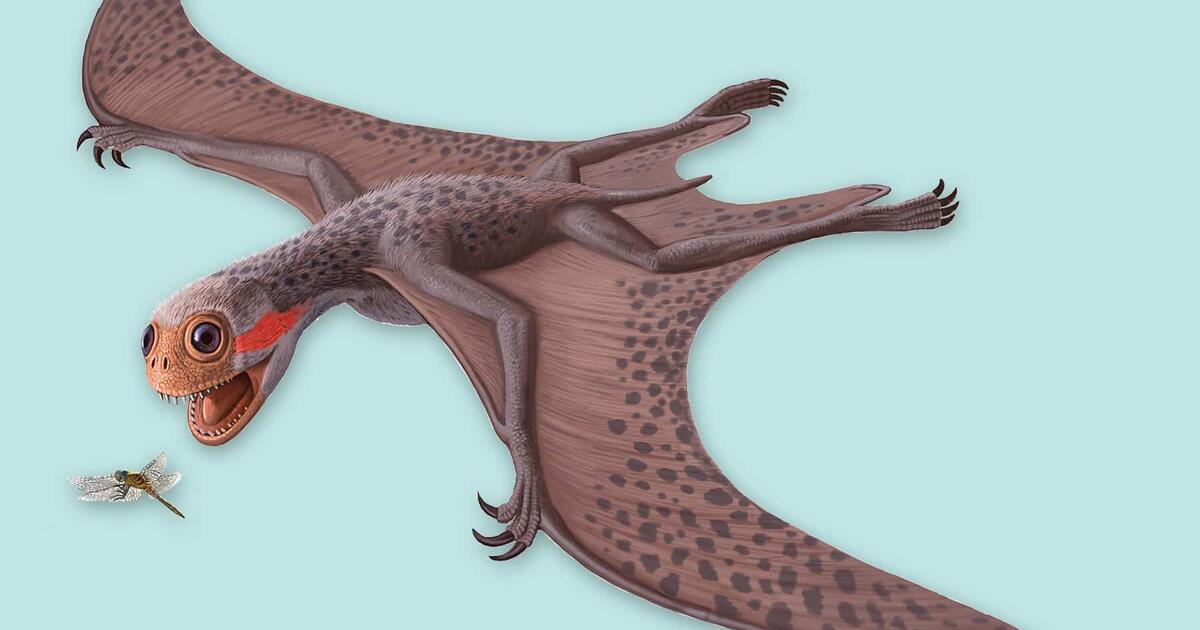 I>Jeholopterus ningchengensis</I> | AMNH I>Jeholopterus ningchengensis</I> | AMNH
