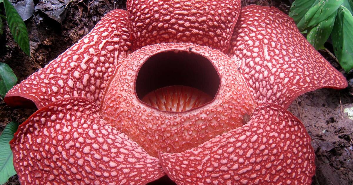 Rafflesia best sale