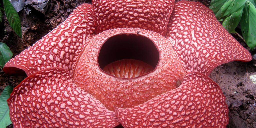 Rafflesia flower discount