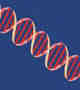 strand of DNA