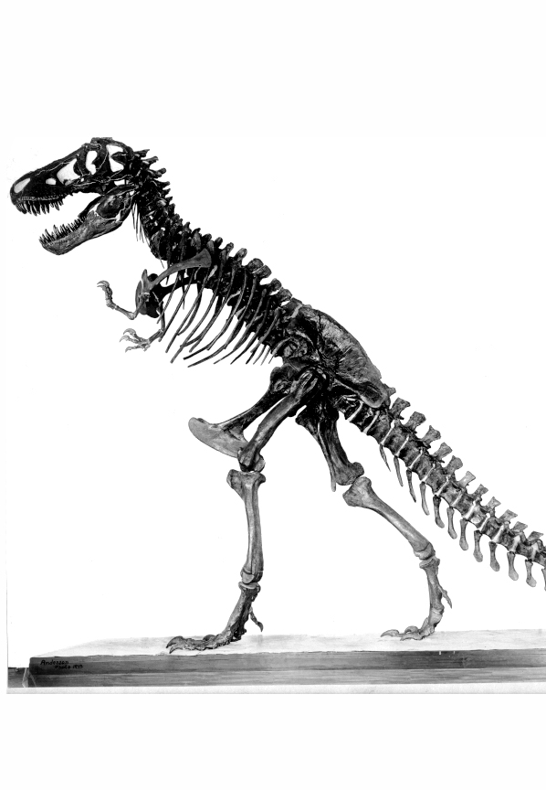 t.rex skeleton positioned standing up