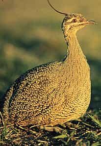 tinamou