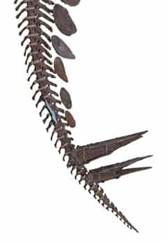 fossil tail with vertebra and spikes on end