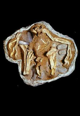 fossilized Oviraptor nest with Oviraptor and eggs