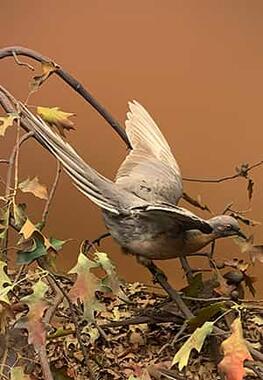 bird on a branch with wings extended
