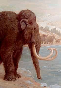 Mammoth