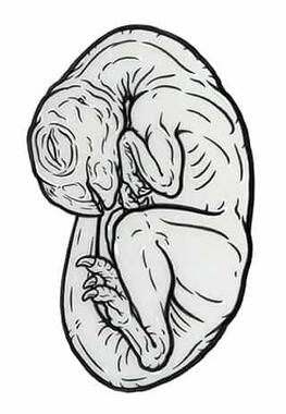 illustration of embryo curled up inside egg shape
