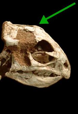 side view of juvenile protoceratops skull with arrow pointing to the top