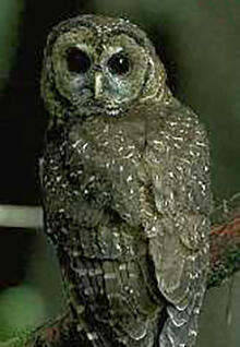 spotted owl