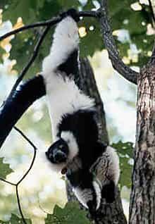 black and white ruffed lemur hanging upside from tree