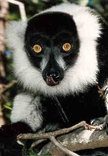 black and white ruffed lemur