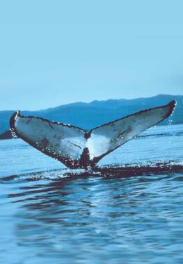 whale fluke above water