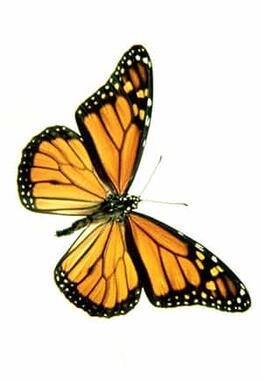 orange and black Monarch butterfly