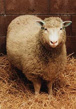 Dolly the sheep
