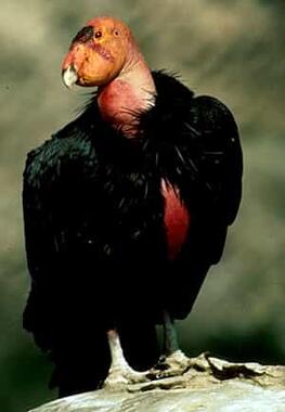California Condor sitting
