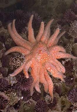 orangish starfish with many arms