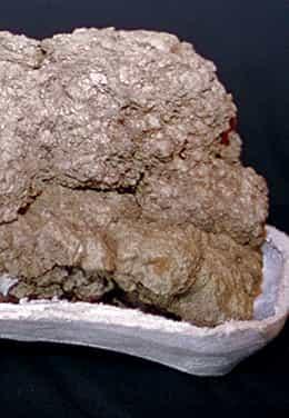 A lump of coprolite rock, which is fossilized dung from a Seismosaurus