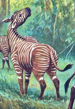 A color illustration of a small, striped horse-like creature, an early member of the horse family, Equidae.