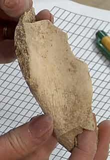 two hands holding a small horse bone