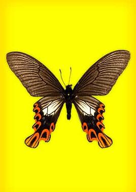 broad-tailed swallowtail against a brightly colored background