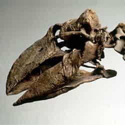 diatryma gigantea skull