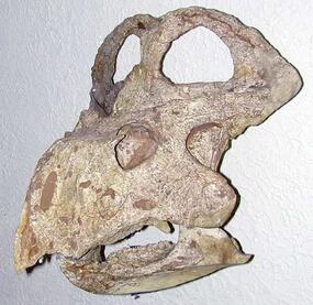 three-quarter view of protoceratops skull