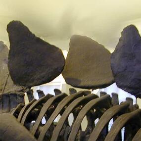 plates on a stegosaurus' back