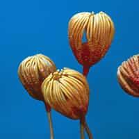 crinoid