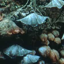 brachiopods