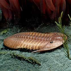 trilobite