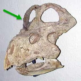 protoceratops skull with arrow pointing at frill at top of skull