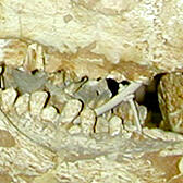 close up of jaws with teeth