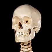 skull