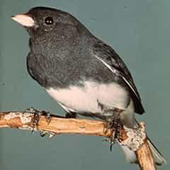 junco bird on branch
