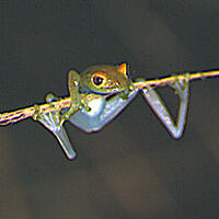 tree frog hanging from thin branch