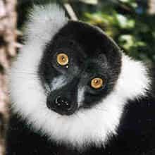 black and white ruffed lemur