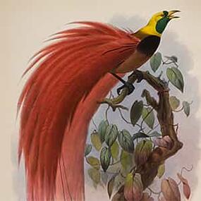 scientific illustration of bird of paradise with long reddish plumage