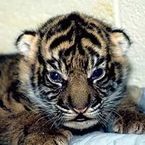 Sumatran Tiger
