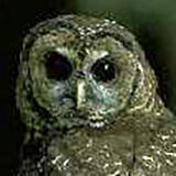 owl face