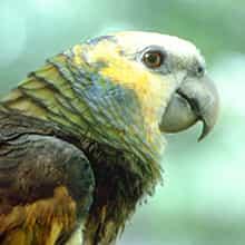 side view of parrot's head