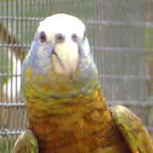 front view of parrot's head