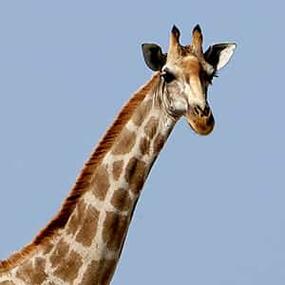 head and neck of giraffe