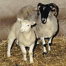 Dolly and her mother