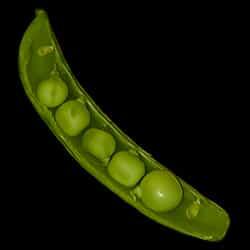 open pea pod with peas inside