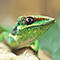 anole