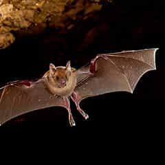 bat flying in cave