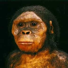 model of early hominin Lucy