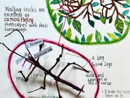 illustration of a walking stick insect camouflaging from a bird in tree branches